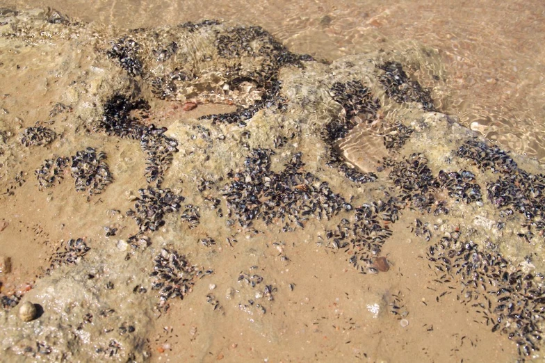 group of little bugs sitting on top of a sand covered beach