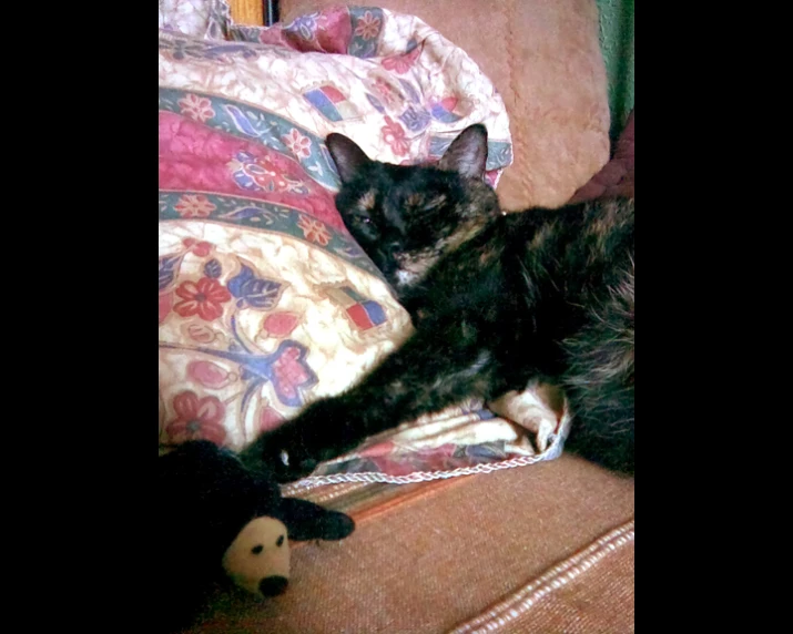 a black cat sleeping on top of a pillow on a couch