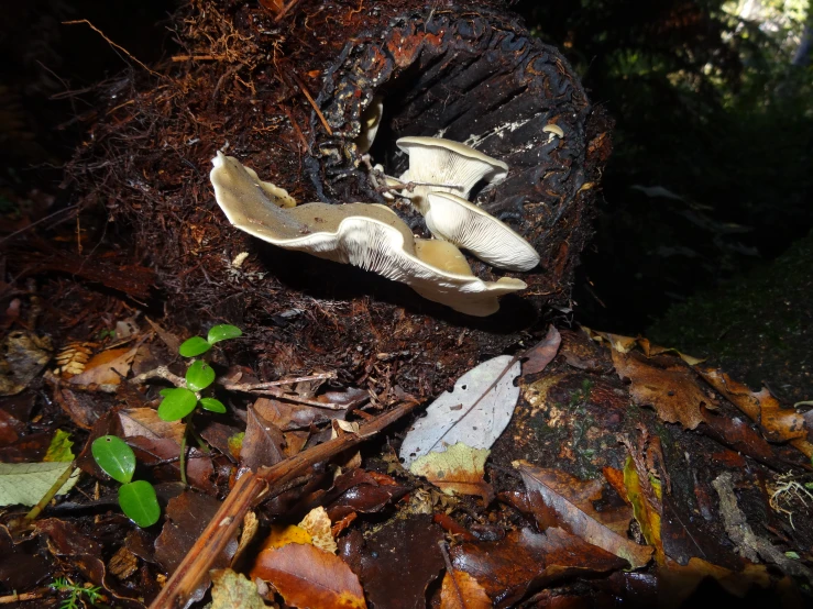 a po of a leaf laying on the ground