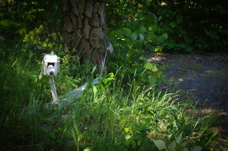 a dog standing in the shade near a tree