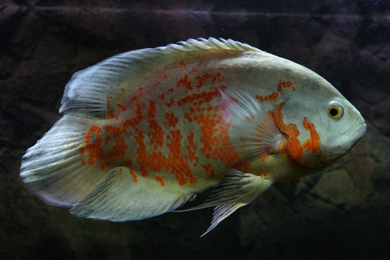 a closeup of the red - tipped fish swimming in a tank