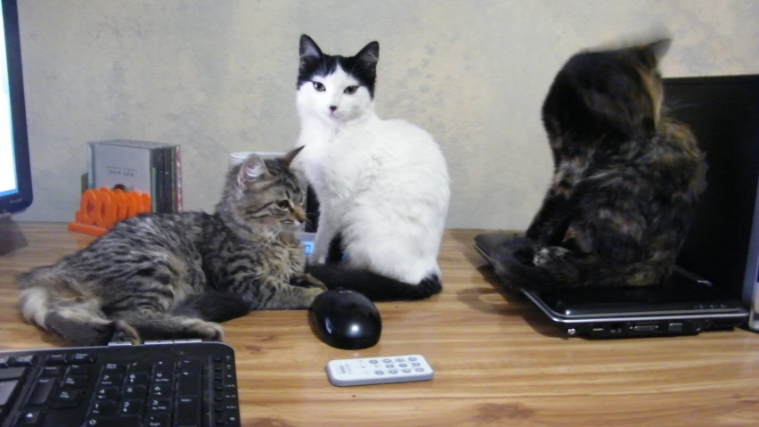 a couple of cats sitting by a laptop on a table