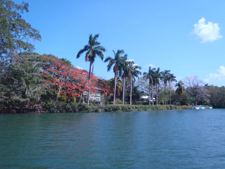 trees and boats line the river and shore