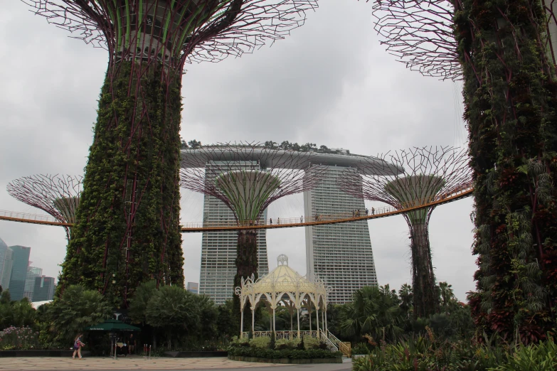 a view from underneath some very tall trees