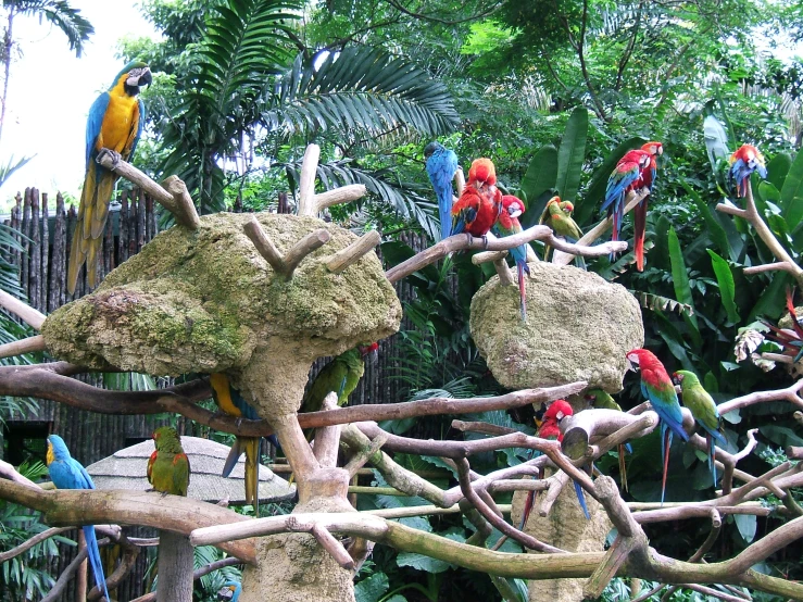 many colorful birds are perched on tree nches