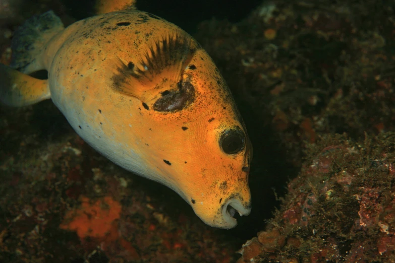 a yellow and black animal with holes in it's body