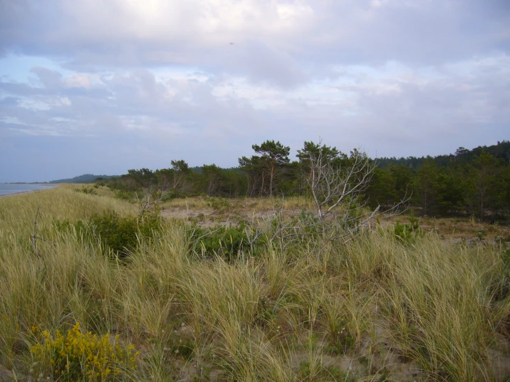 a grassy field in front of some trees and water