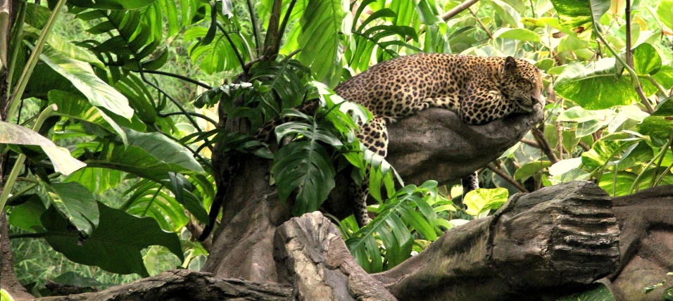 there is a big leopard in the middle of the jungle