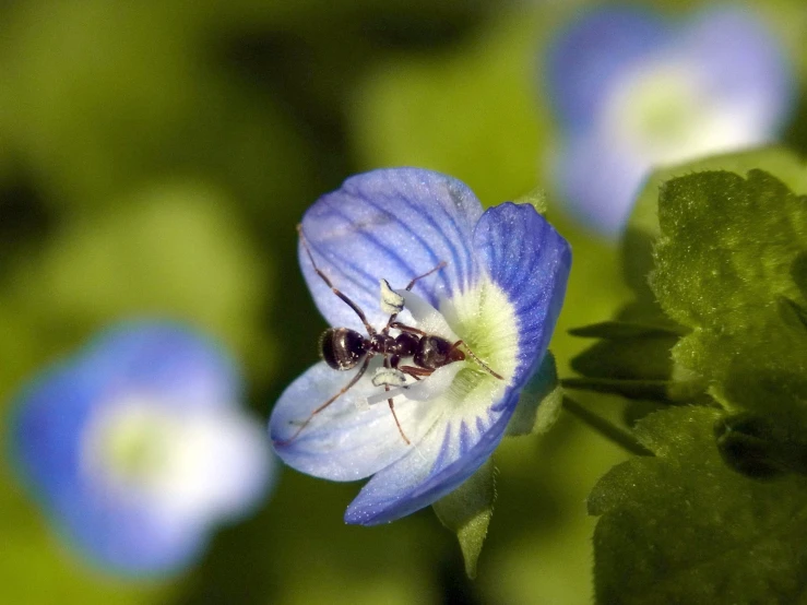 a small insect with white and blue on it