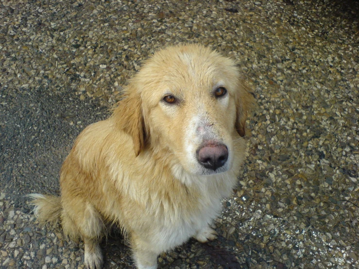 the light brown dog has a bit of fur on it