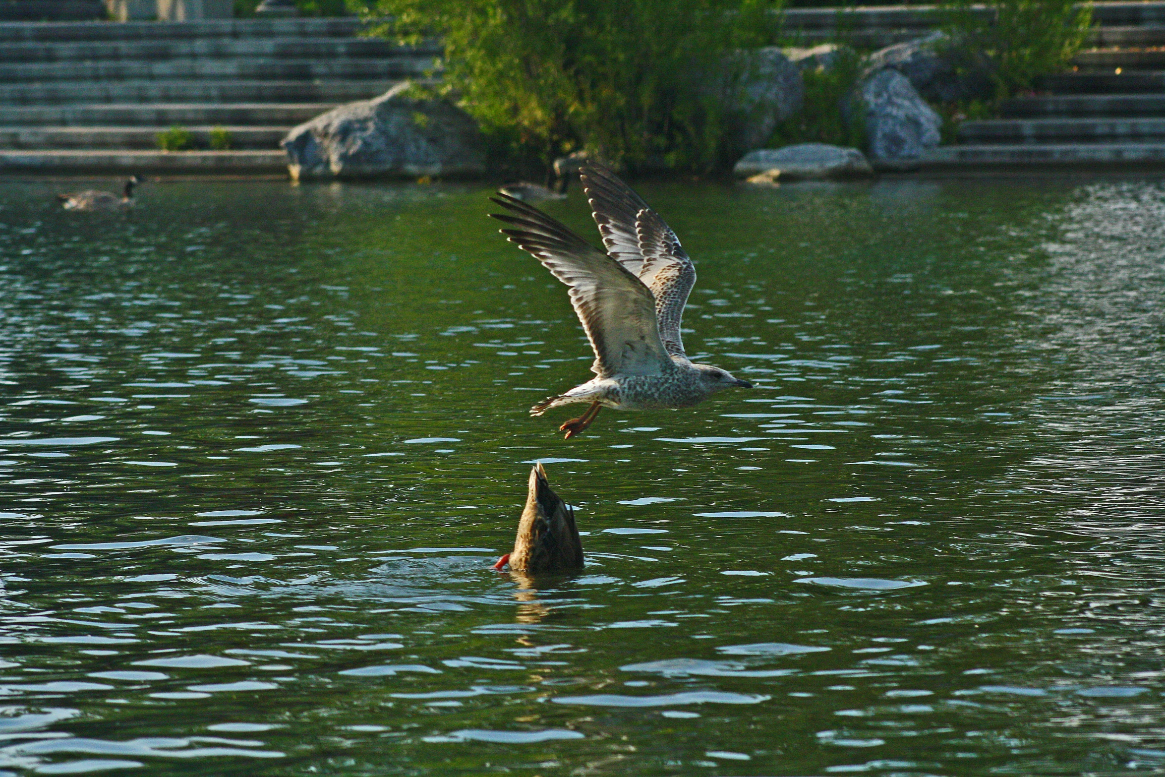 a white goose is flying over the water