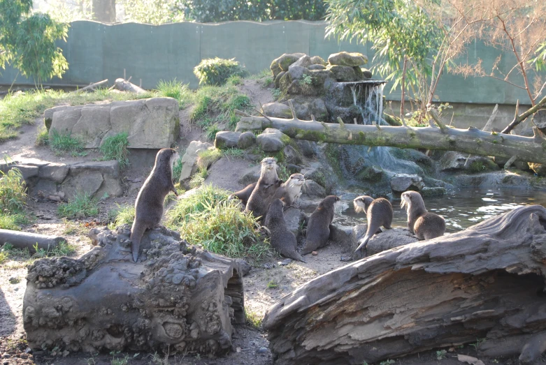 a group of bears are in the zoo near water