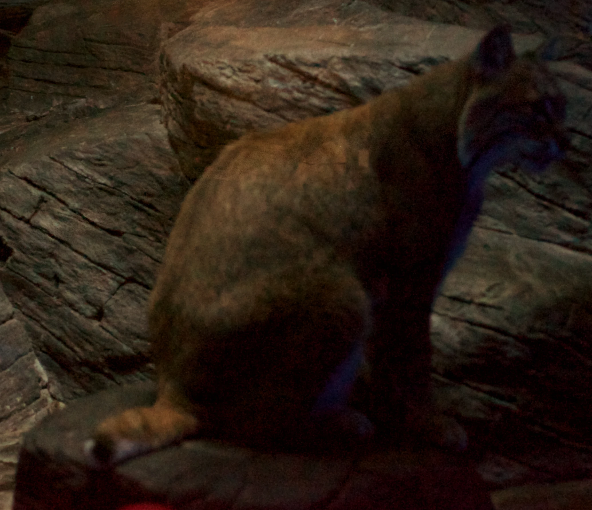 a mountain lion sitting on top of a rocky hillside