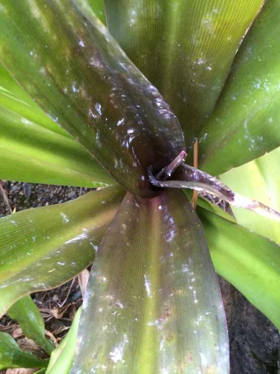 a large green plant with lots of leaves on it