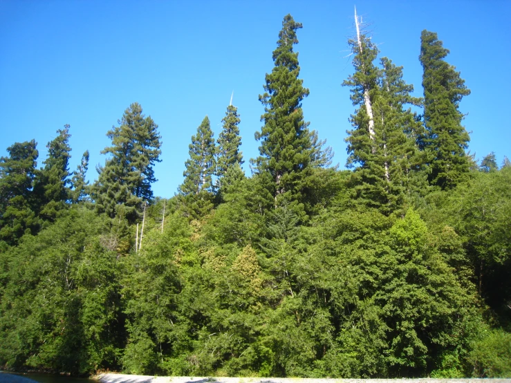 a forest with tall trees is under a blue sky