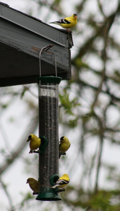 a group of birds sitting on top of a bird feeder