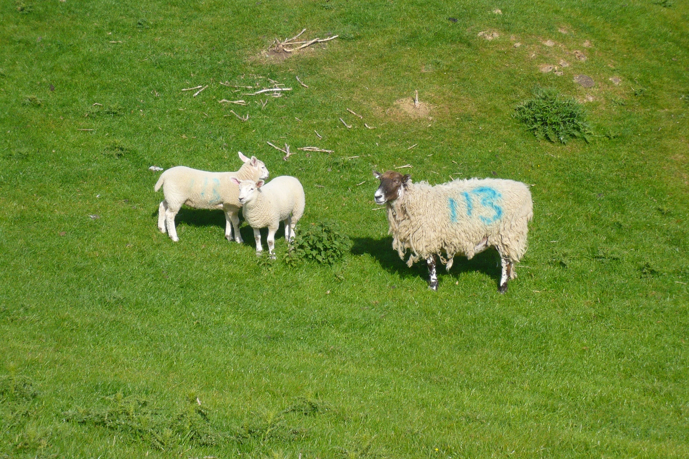 three sheep that are standing in the grass