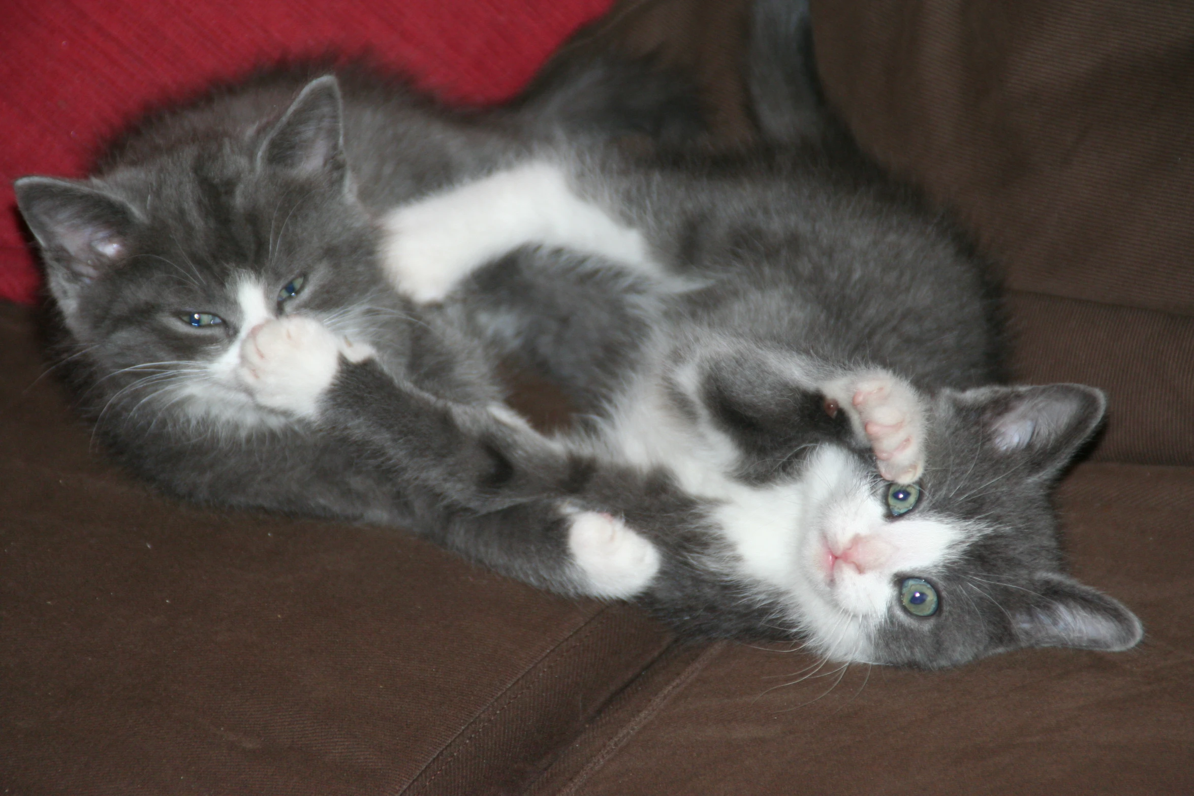 two kittens playing with each other on a couch