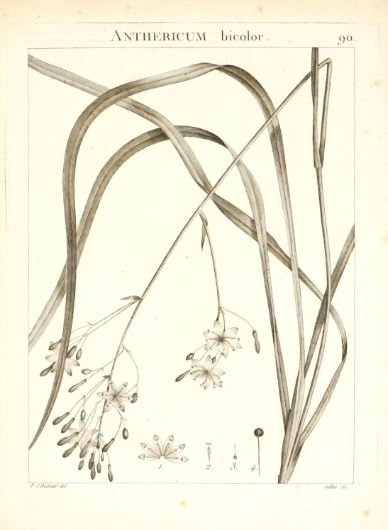 some plants and leaves are shown in a antique book