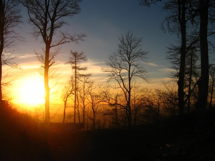 the sun rising over a forest covered in trees