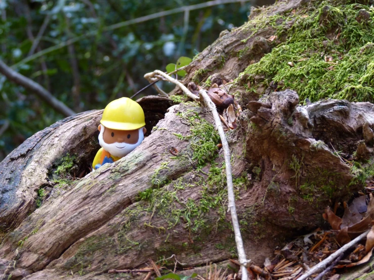 a small gnome in the woods peeking out from under the tree