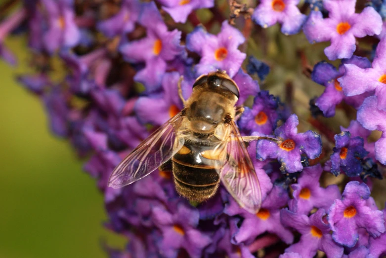 a bees hovers over a bunch of purple flowers
