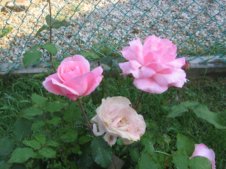 three pink roses blooming near a fence