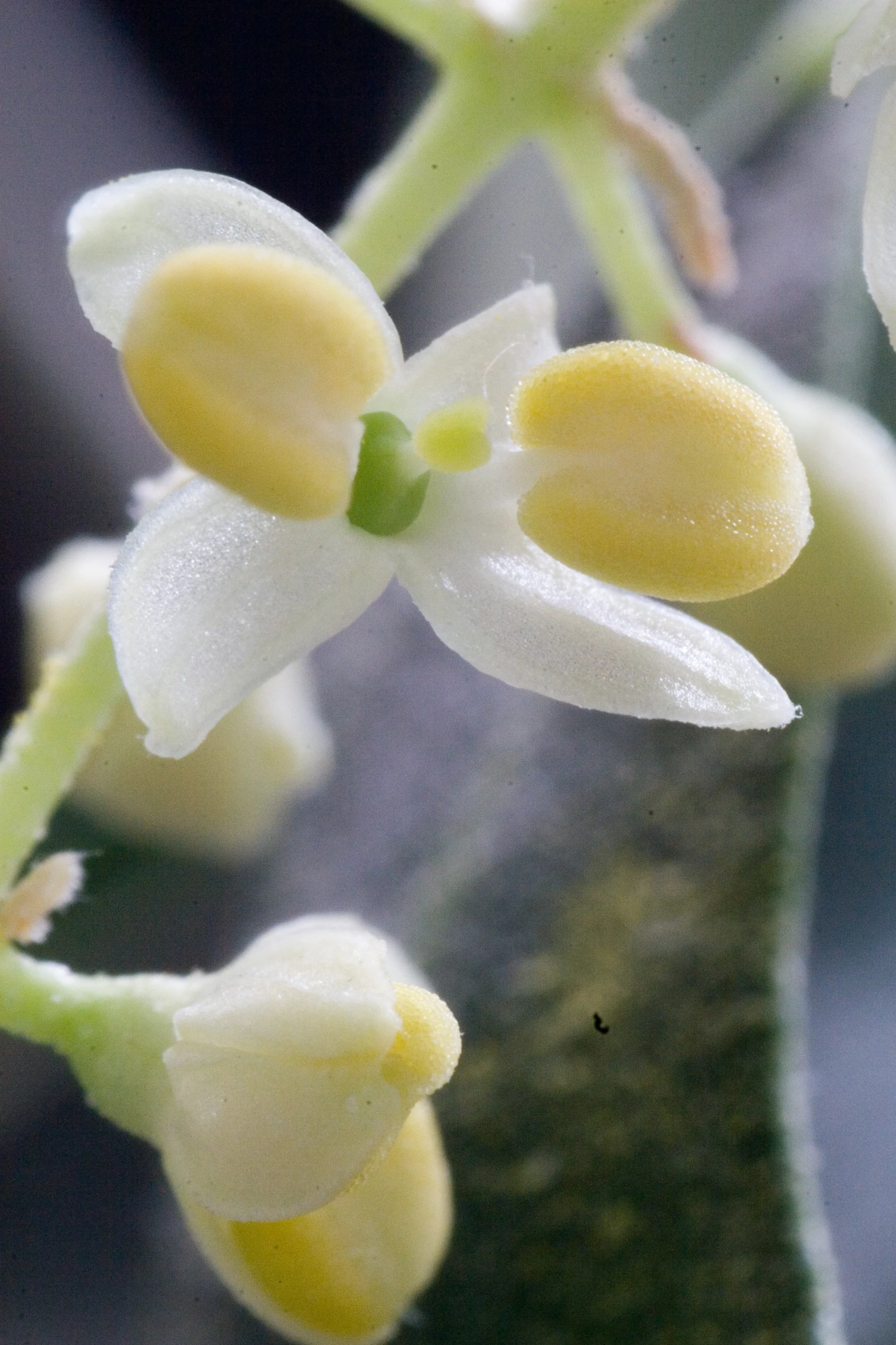 a close up view of a flower that is white and yellow