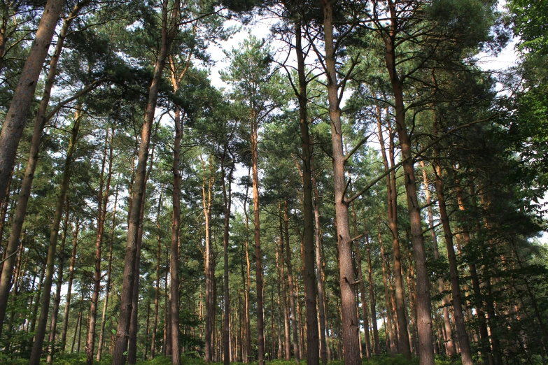 an image of many tall trees in the woods
