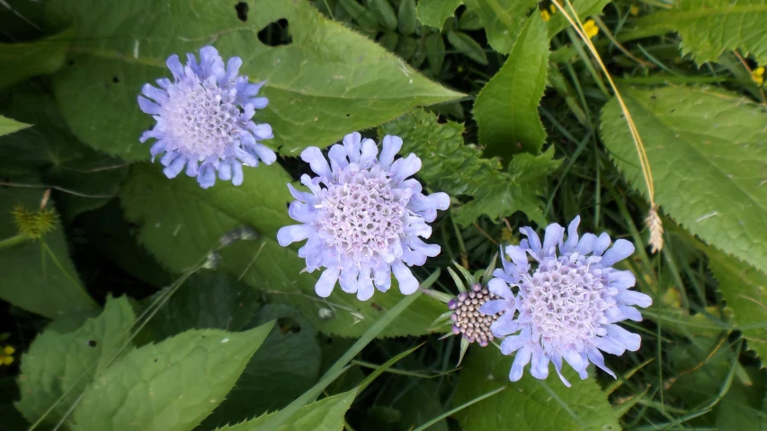 three small blue flowers near leaves of plants