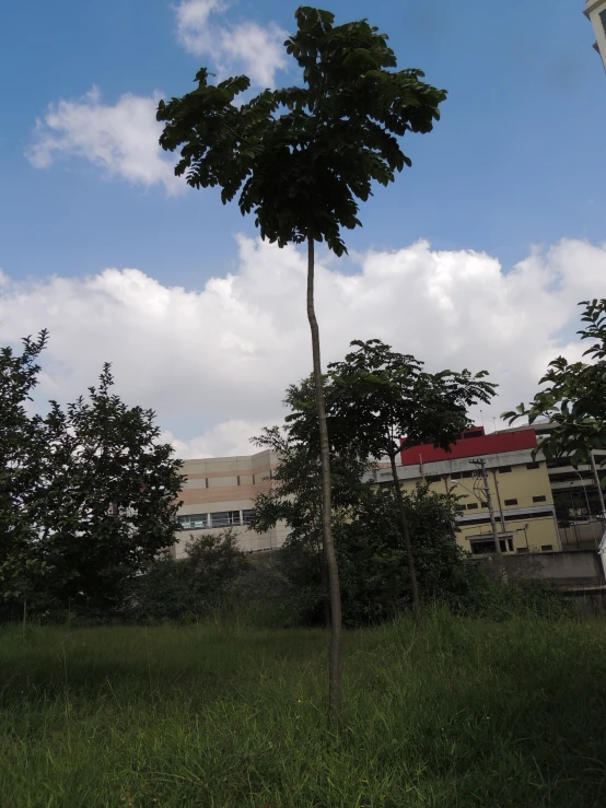 a very tall tree on the edge of a building