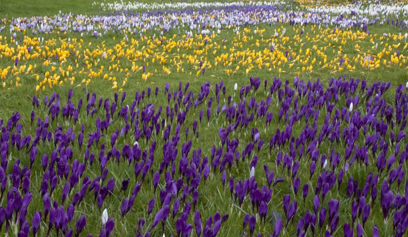 a field of flowers and grass next to each other