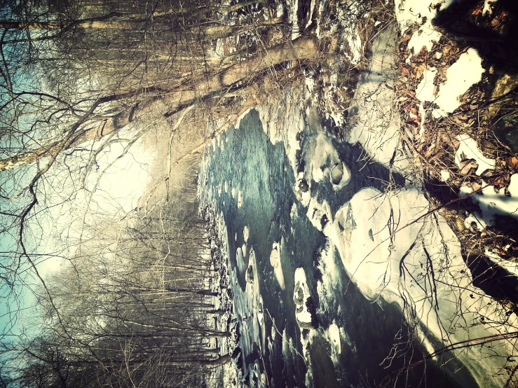 a stream flowing through a forest filled with trees