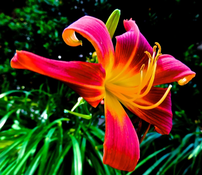 the yellow and red flower is in a tropical setting