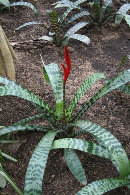 small green plants and red leaves in dirt