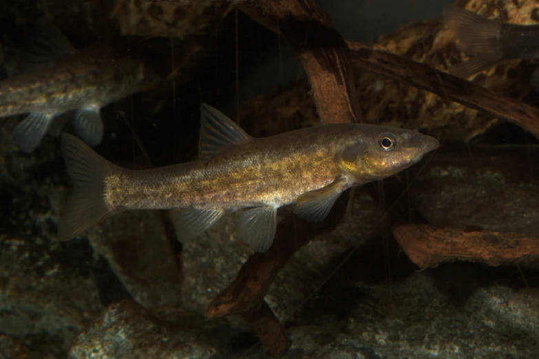 a small fish in an aquarium next to other aquatic life