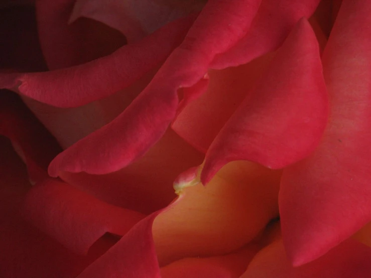 a close up of pink roses with petals
