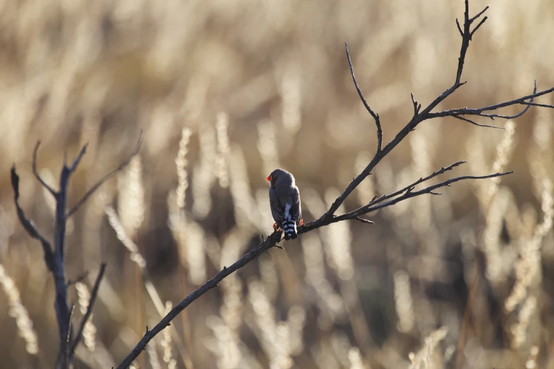 two birds sit on the nch of a plant