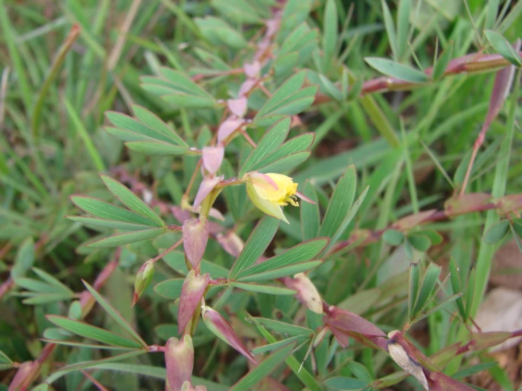 a yellow and red flower sits alone in the grass