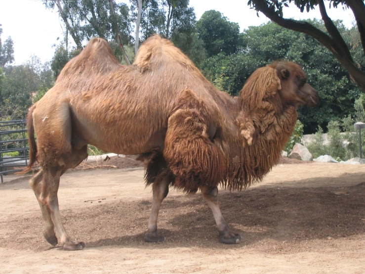 a camel standing alone in the dirt near trees