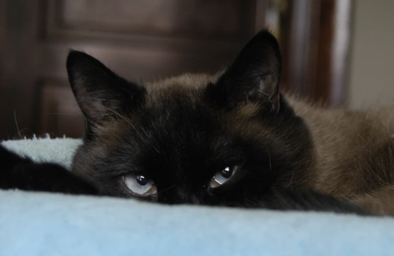 a black cat with white eyes lies on the bed