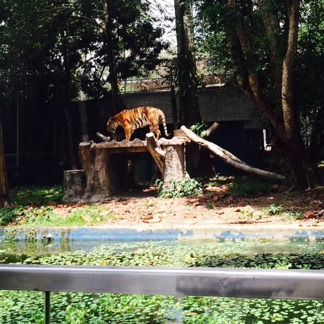 a tiger that is walking on top of a tree stump