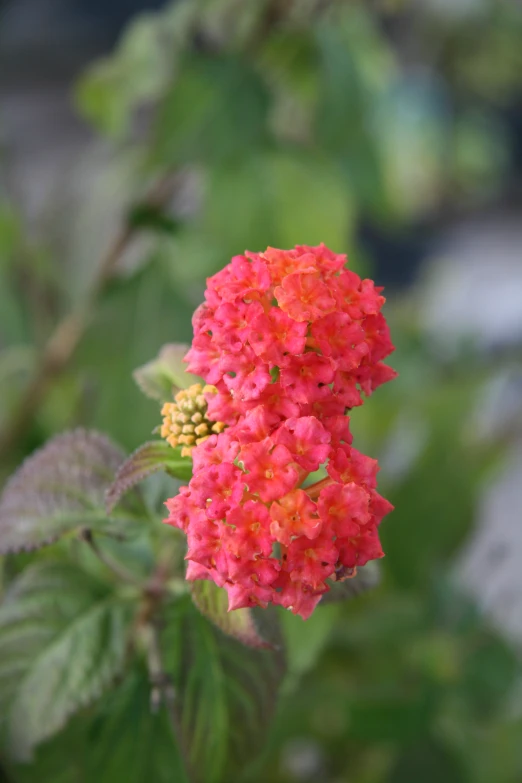 a single red flower with green leaves