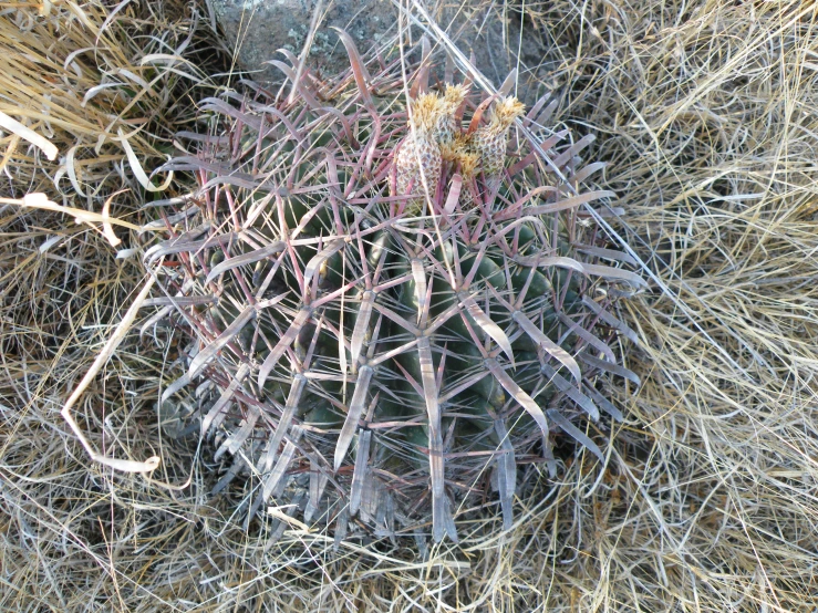 the cacti and other plants grow in a patch of dry grass