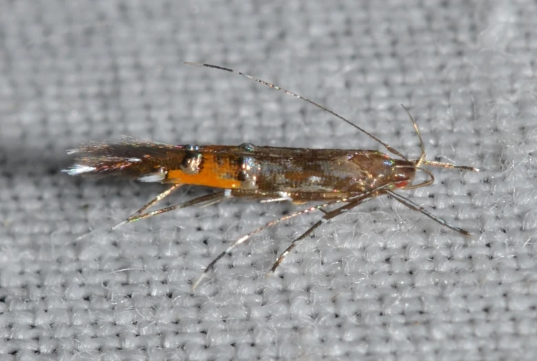 a bug standing on a table in front of a screen