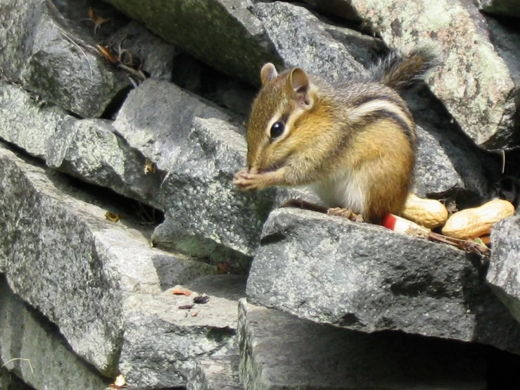 an adorable brown and black squirrel sitting on some rock