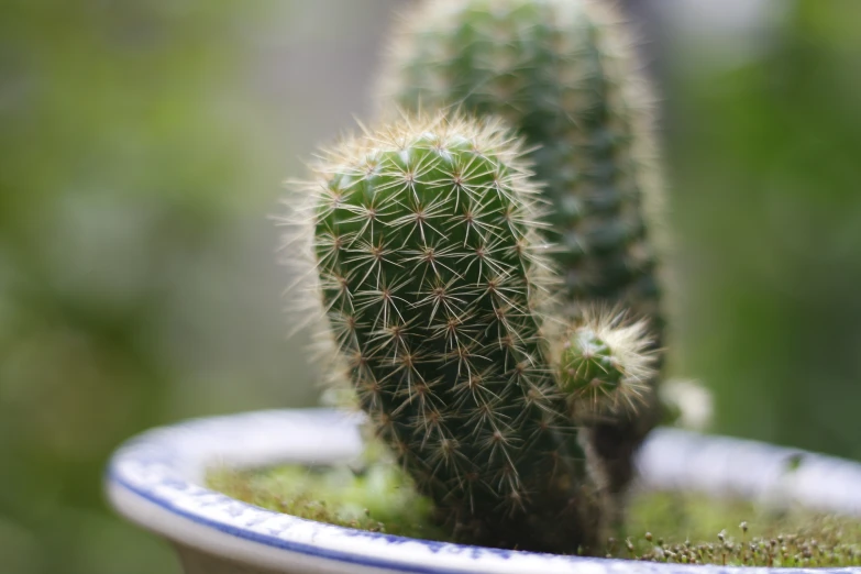 there is a small green plant inside of the pot