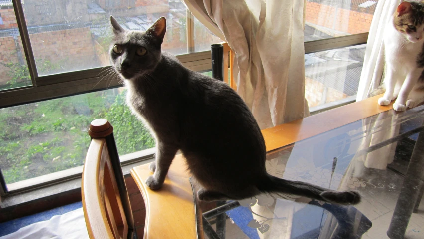 two cats are sitting on a window ledge looking at soing outside