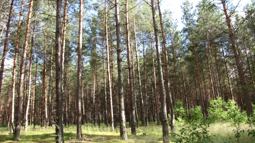 a bunch of trees are standing out among the grass