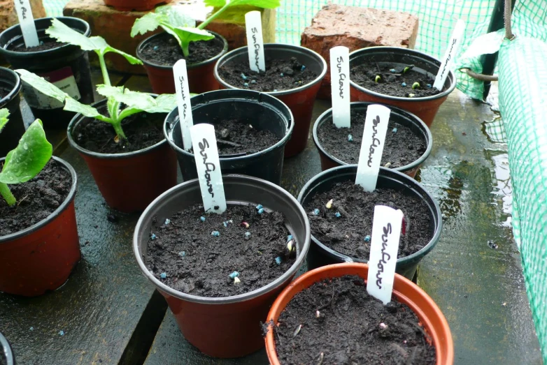 several potted plants with numbered numbered names sit in a garden